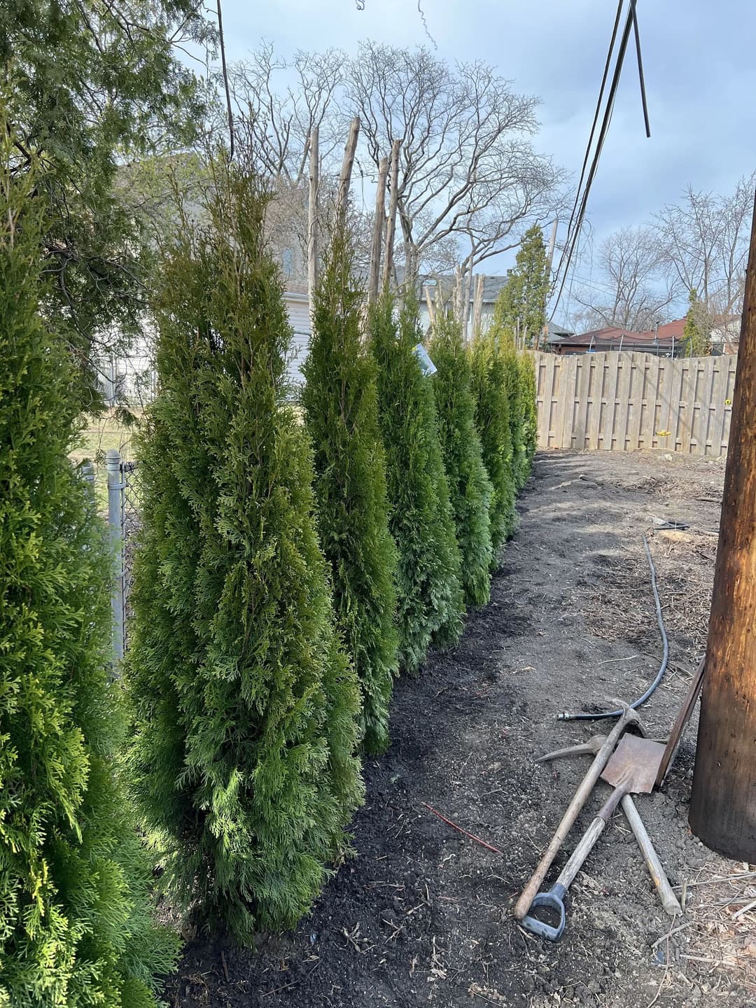 Row of lush green cedar trees lining a garden pathway with a wooden fence in the background.